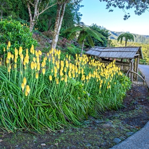 Kniphofia Glowstick Torch Lilies